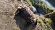 Agricultor de Maullín perdió 18 ovejas en feroz ataque de perros