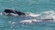 Madre ballena junto a su cría nacida causan sorpresa en Cartagena