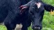 Agricultores de Osorno esperan cambios en la legislación mientras siguen ataques de perros
