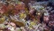 Arrecifes de coral podrían morir completamente en unos años