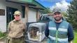 Rescatan a un pudú en un fundo de Puyehue