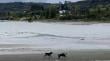 [VIDEO] Perros atacan a las aves del Santuario de la Naturaleza de Curaco de Vélez