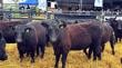 Rematan más de 40 toros y 26 vaquillas Angus en el Día del Toro de Inia en Purranque