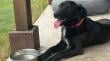 Ofrecen un millón de pesos de recompensa por perrita perdida en Maitencillo