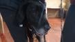 Con éxito se desarrolló operativo canino en Coipomo-Chepu