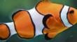 Niños creen que los peces son los más felices en el zoológico