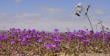Desierto Florido en su peak y podrá apreciarse hasta noviembre según la Conaf
