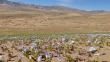 Sociedades mineras se hacen parte de reclamación de Sonami por Parque Nacional Desierto Florido en Atacama
