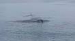 Ballena de 15 metros varó en la costa de Mejillones: urgente operativo para devolverla al mar