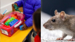 Preocupación por plaga de roedores en jardín infantil de Viña del Mar: suspenden otra vez sus clases