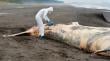 Sernapesca tomó muestras de ballena varada en límite entre San Pedro de la Paz y Coronel