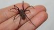 Araña de rincón: salud pide extremar precauciones para evitar mordeduras