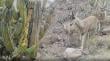 Detectan tarukas en la precordillera de Tarapacá y refuerzan urgencia de su conservación