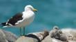Maltrato a polluelos de gaviota en Maitencillo expone la fragilidad de una especie clave del ecosistema costero