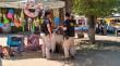 Fiscalizan a cerca de 60 extranjeros en marco del Festival del Huaso de Olmué
