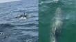 Captan maravilloso registro de delfines en Caleta Higueras de Concón