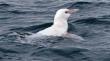 Pingüino de Humboldt albino es visto frente a la costa de Hualpén