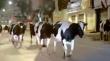 La “Magia del Sur” en San Antonio: vacas se pasean por las calles de la ciudad