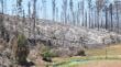 Decretan emergencia agrícola por afectación de incendios forestales en el Biobío
