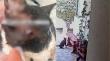 Brutal ataque en condominio residencial de Calama: asesinan a balazos a dos gatos mientras comían y descansaban