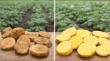 Científicos chilenos logran desarrollar papas que se oxidan más lentamente gracias a edición genética