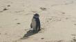 Pingüino llegó hasta la playa de central  Maicolpué y fue retirado por la policía
