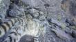 Captan imágenes de gato andino en Parque Volcán Isluga: especie amenazada de la fauna silvestre