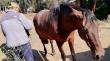 Sujeto robó yegua a vecino enfermo de cáncer en Bellavista
