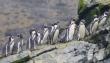 Declaran al pingüino de Humboldt Monumento Natural en todo el país