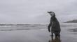 [FOTOS] Valparaíso concentra la población más estable de pingüinos Humboldt