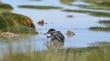 Pato puna fue liberado en el Parque Nacional Salar del Huasco