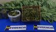PDI detiene a mujer por cultivo de cannabis en Gorbea