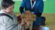 Realizan jornada de control sanitario de mascotas en Coihuinco