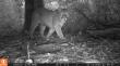 Un puma fue avistado en el Fundo Teja Norte de Valdivia