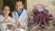 Científicos chilenos descubren nueva especie de pulpo