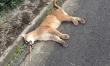 Hallan puma juvenil muerto a un costado de la Ruta 5 Sur