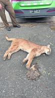 Ejemplar de puma murió atropellado en la Ruta 5 Sur: es el segundo caso este año