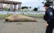 Elefante marino fue avistado descansando en Puerto Saavedra