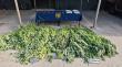 PDI desarticula cultivo de cannabis en Collipulli: incauta mas de 2 kilos de droga, 116 plantas y armamento