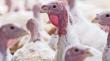 Producción de pavo se redujo un 84,7% y bajaron importaciones