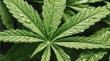 Cannabis: no hallan pruebas de su utilidad ante depresión o ansiedad