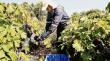 Viñateros del Valle del Itata alertan crisis por bajos precios y rendimientos en vendimia