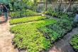 Vivero Municipal impulsa áreas verdes con más de 500 variedades de plantas