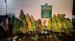 Detienen a dos personas por cultivo de marihuana en Río Negro