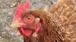 Intensifican vigilancia de gallineros en Los Lagos para prevenir la influenza aviar