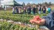 GORE e INIA Carillanca realizan dia de campo sobre frutilla a agricultores de Padre Las Casas