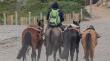 Municipio de Concón retiró caballos ocupados para paseos en la playa La Boca