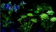 Plantas que brillan en la oscuridad: el avance científico que proyecta nuevas formas de iluminar las ciudades