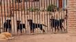 Laguna Verde: pánico por jauría de rottweilers que atacó a pareja