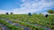 Más de 6 mil agricultores del Biobío recibirán apoyo económico ante alza de precios en insumos